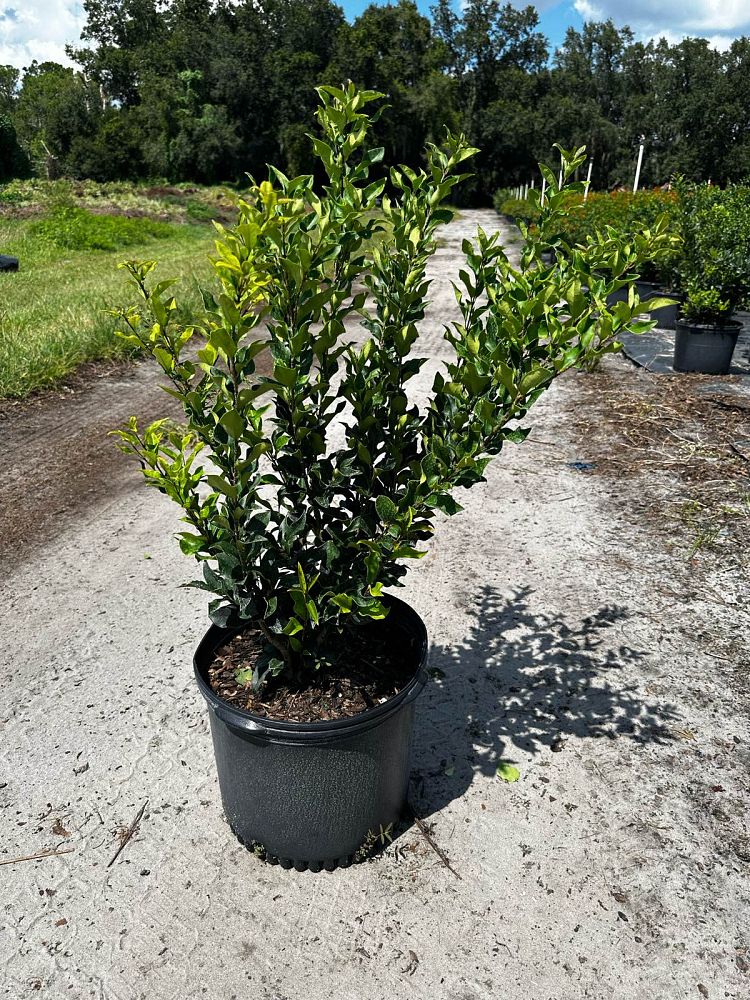 ligustrum-japonicum-recurvifolium-japanese-privet-recurvea-wax-leaf-ligustrum-wavy-leaf-ligustrum