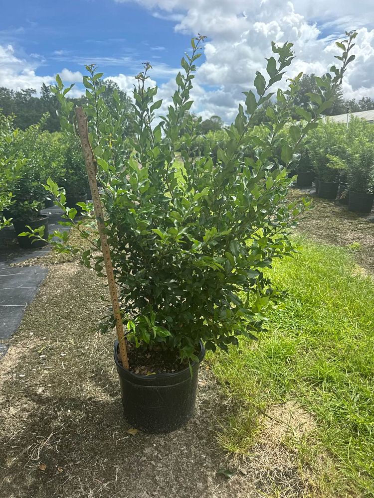 ligustrum-japonicum-recurvifolium-japanese-privet-recurvea-wax-leaf-ligustrum-wavy-leaf-ligustrum
