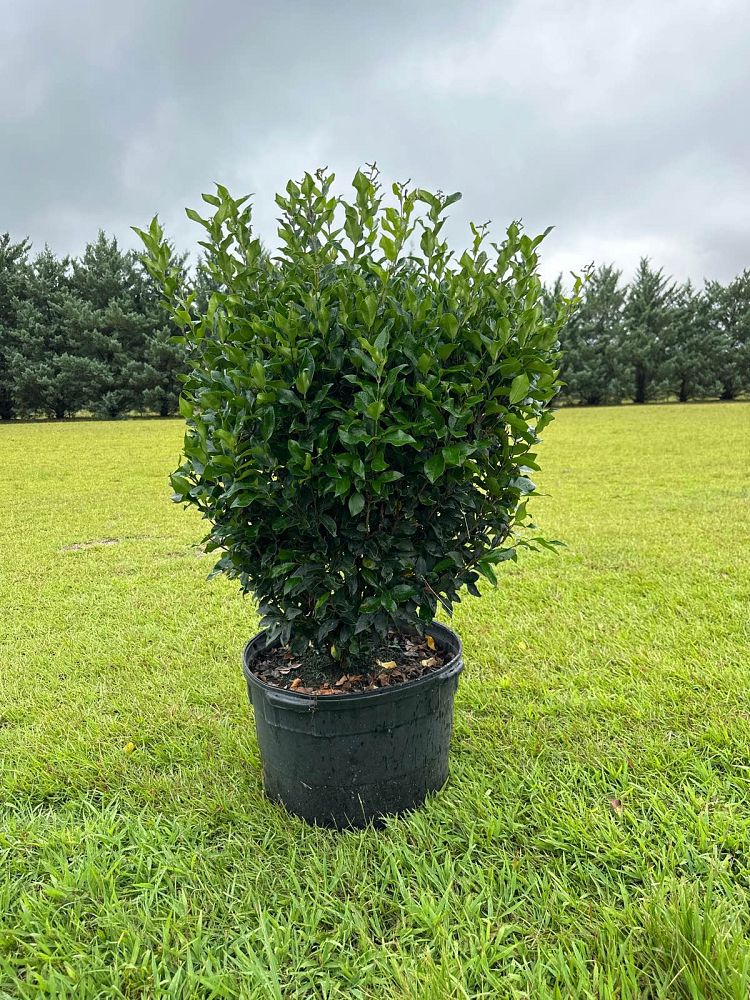 Brunson Wholesale Nursery