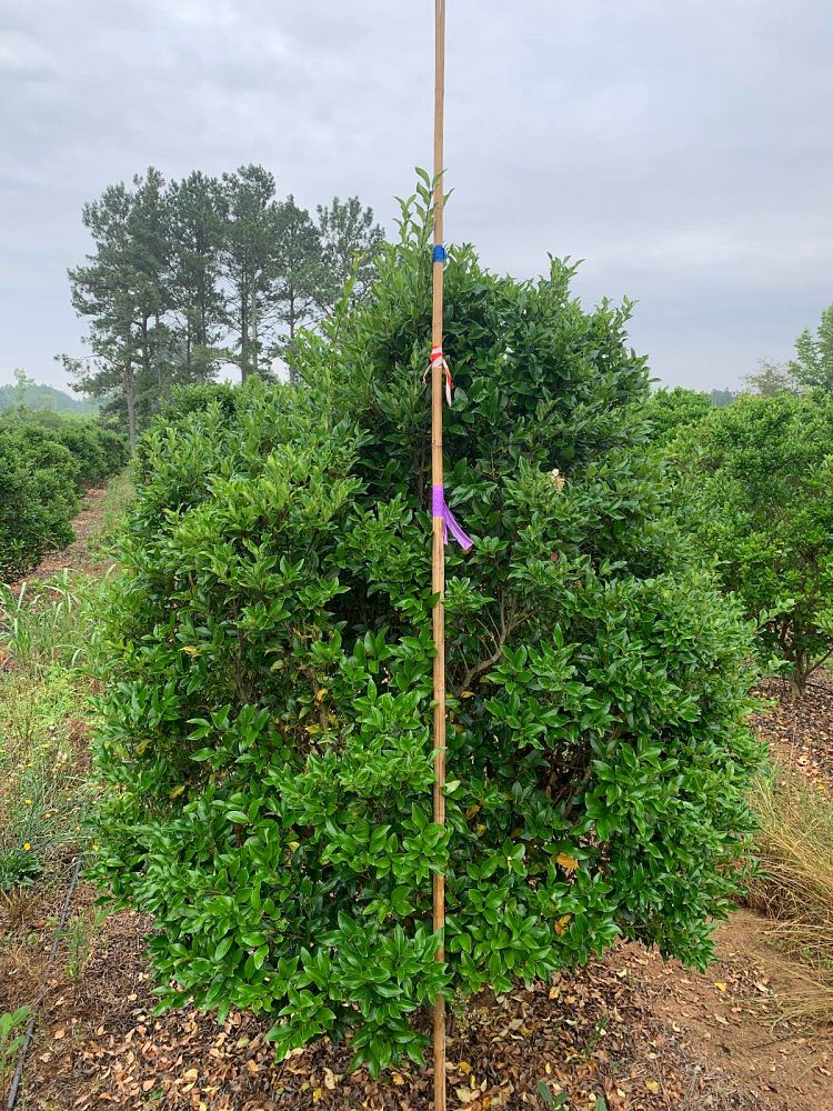 ligustrum-japonicum-recurvifolium-japanese-privet-recurvea-wax-leaf-ligustrum-wavy-leaf-ligustrum