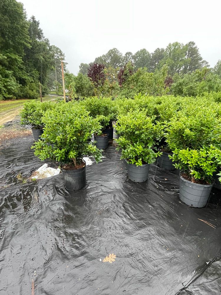 ligustrum-japonicum-recurvifolium-japanese-privet-recurvea-wax-leaf-ligustrum-wavy-leaf-ligustrum