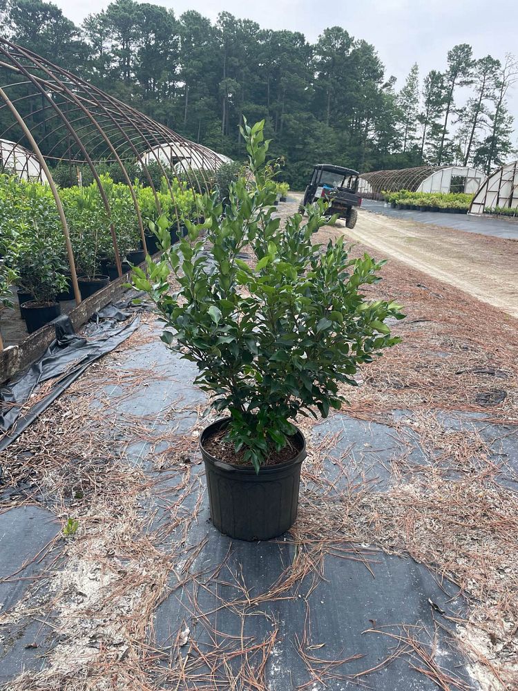 ligustrum-japonicum-recurvifolium-japanese-privet-recurvea-wax-leaf-ligustrum-wavy-leaf-ligustrum