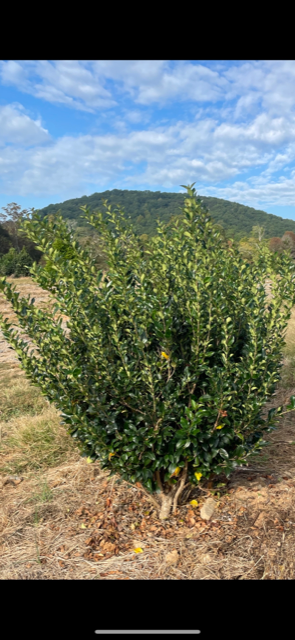 ligustrum-japonicum-recurvifolium-japanese-privet-recurvea-wax-leaf-ligustrum-wavy-leaf-ligustrum
