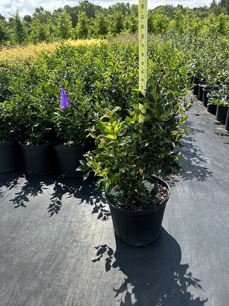 ligustrum-japonicum-recurvifolium-japanese-privet-recurvea-wax-leaf-ligustrum-wavy-leaf-ligustrum