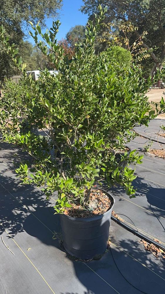 ligustrum-japonicum-recurvifolium-japanese-privet-recurvea-wax-leaf-ligustrum-wavy-leaf-ligustrum