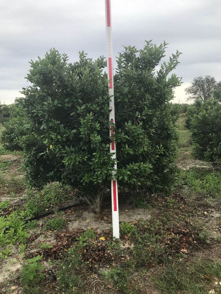 ligustrum-japonicum-recurvifolium-japanese-privet-recurvea-wax-leaf-ligustrum-wavy-leaf-ligustrum