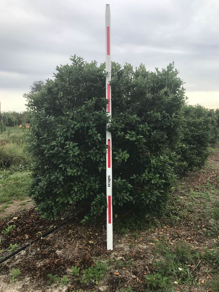 ligustrum-japonicum-recurvifolium-japanese-privet-recurvea-wax-leaf-ligustrum-wavy-leaf-ligustrum