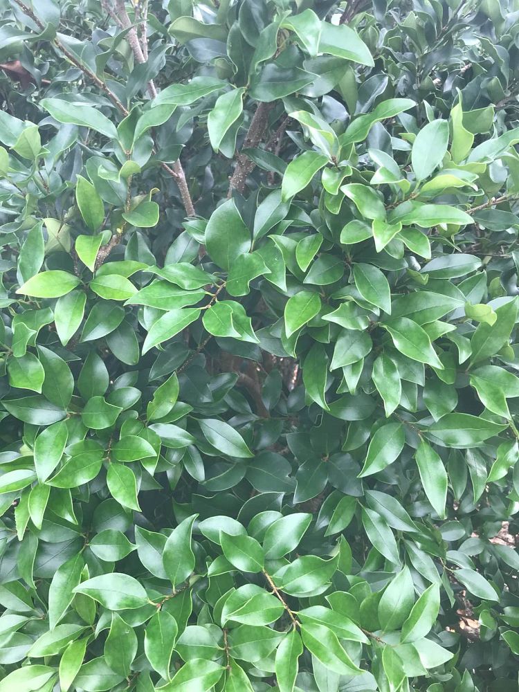 ligustrum-japonicum-recurvifolium-japanese-privet-recurvea-wax-leaf-ligustrum-wavy-leaf-ligustrum