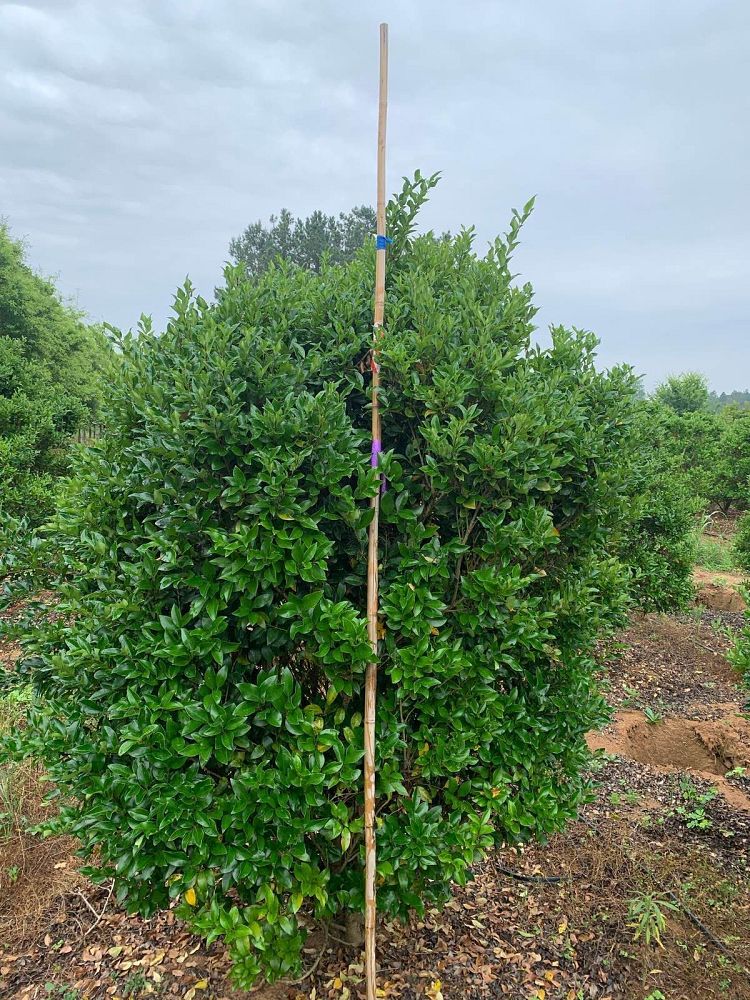 ligustrum-japonicum-recurvifolium-japanese-privet-recurvea-wax-leaf-ligustrum-wavy-leaf-ligustrum