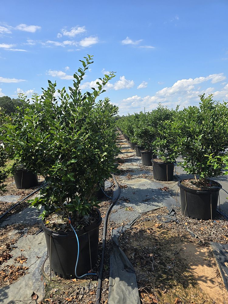 ligustrum-japonicum-recurvifolium-japanese-privet-recurvea-wax-leaf-ligustrum-wavy-leaf-ligustrum