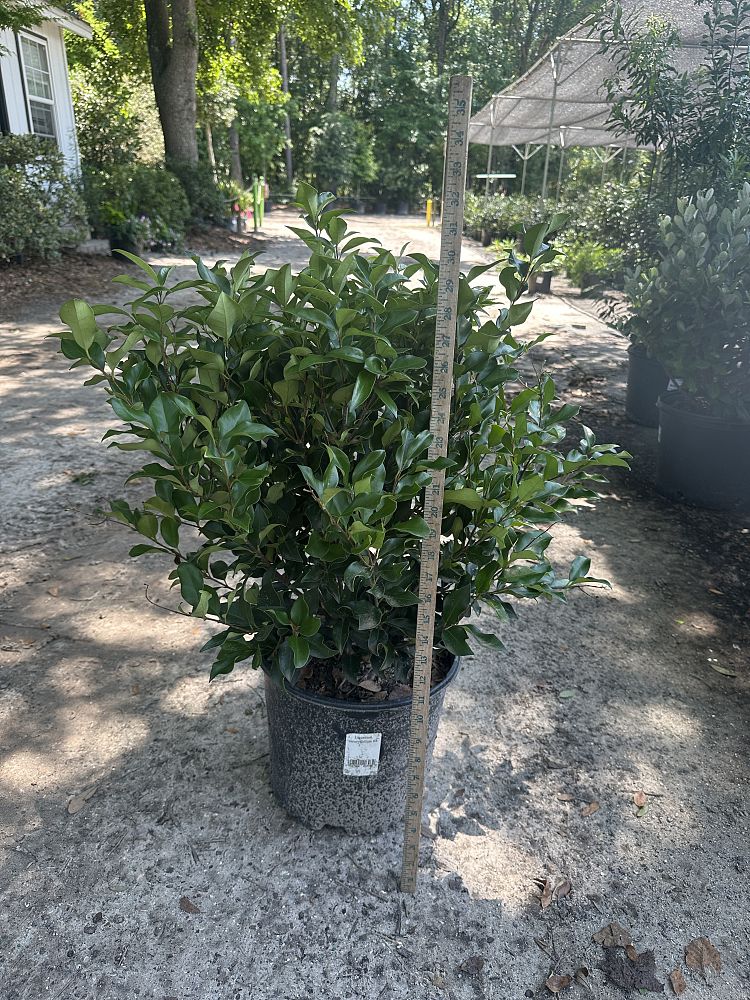 ligustrum-japonicum-recurvifolium-japanese-privet-recurvea-wax-leaf-ligustrum-wavy-leaf-ligustrum