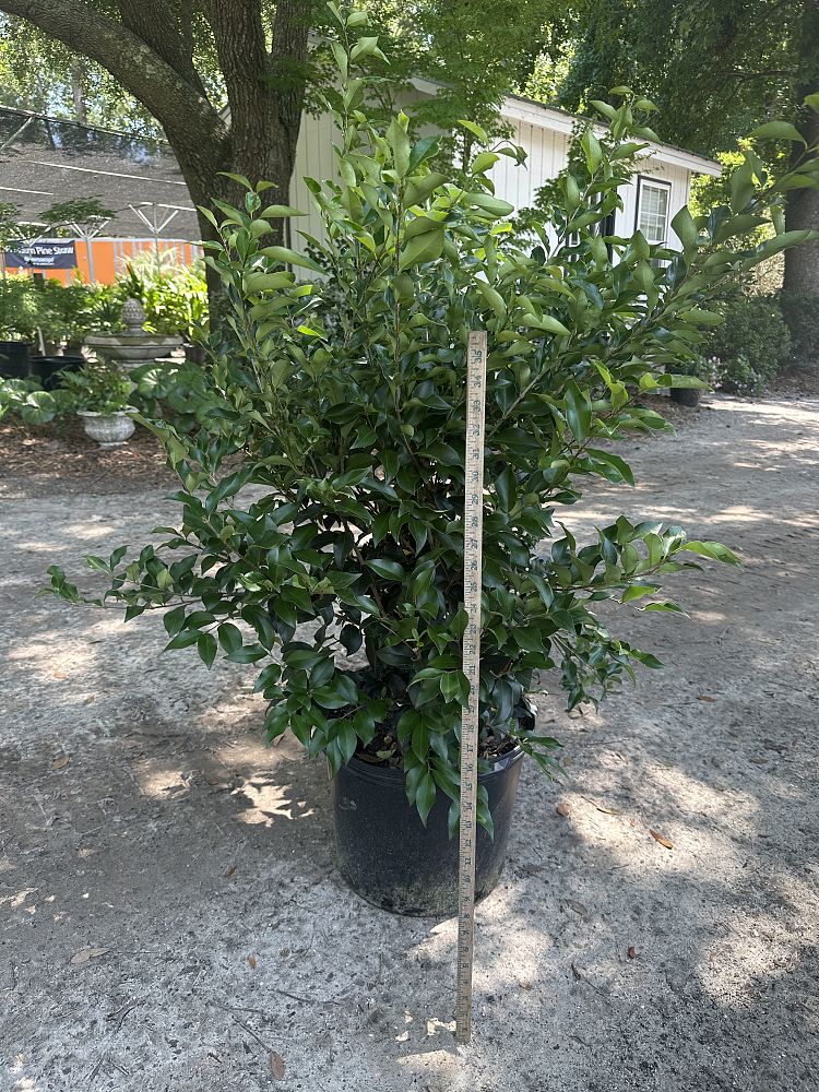 ligustrum-japonicum-recurvifolium-japanese-privet-recurvea-wax-leaf-ligustrum-wavy-leaf-ligustrum
