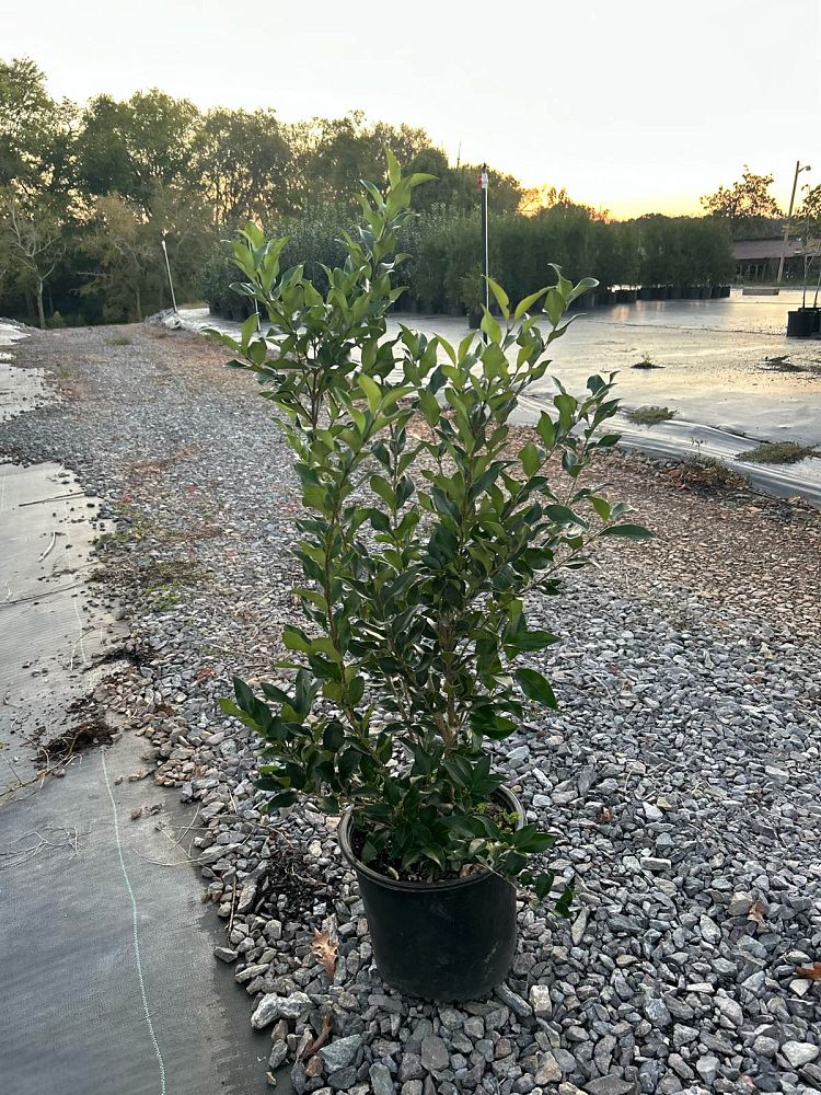 ligustrum-japonicum-recurvifolium-japanese-privet-recurvea-wax-leaf-ligustrum-wavy-leaf-ligustrum