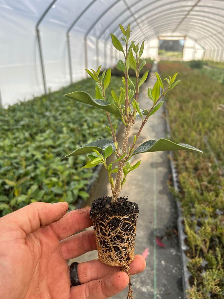 ligustrum-japonicum-recurvifolium-japanese-privet-recurvea-wax-leaf-ligustrum-wavy-leaf-ligustrum