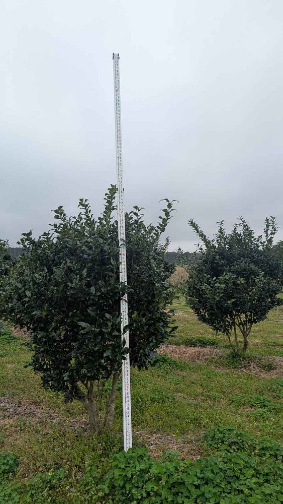 ligustrum-japonicum-recurvifolium-japanese-privet-recurvea-wax-leaf-ligustrum-wavy-leaf-ligustrum