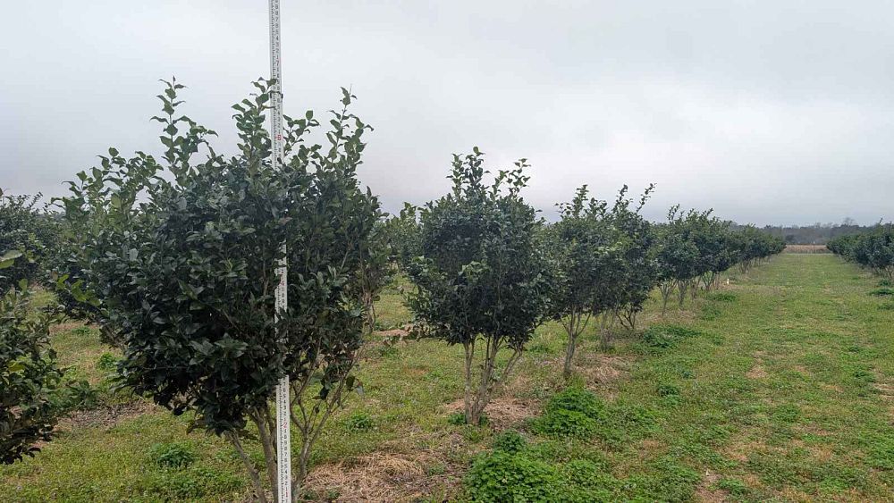 ligustrum-japonicum-recurvifolium-japanese-privet-recurvea-wax-leaf-ligustrum-wavy-leaf-ligustrum