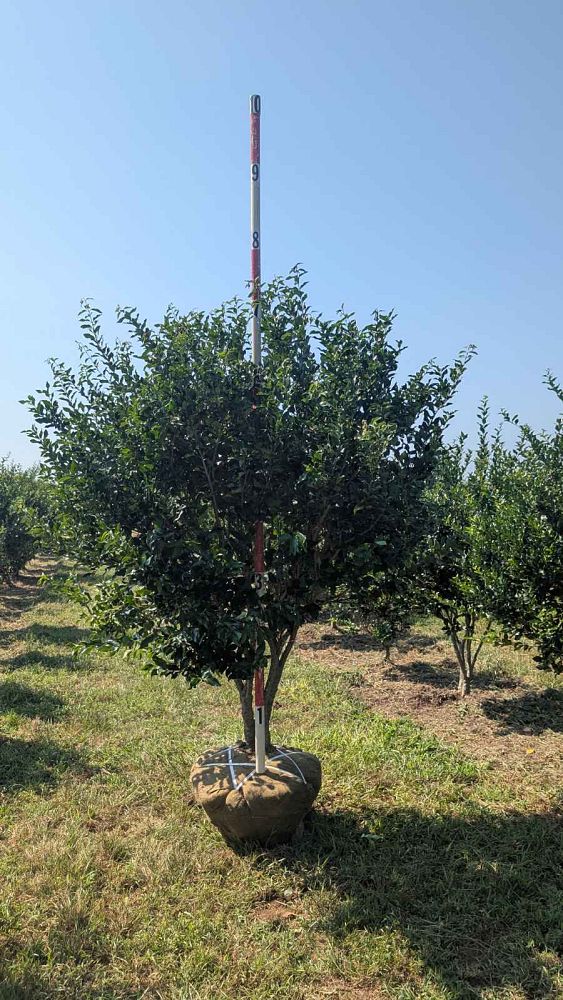 ligustrum-japonicum-recurvifolium-japanese-privet-recurvea-wax-leaf-ligustrum-wavy-leaf-ligustrum