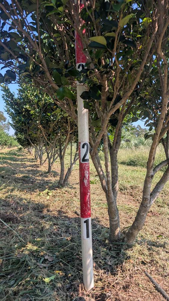 ligustrum-japonicum-recurvifolium-japanese-privet-recurvea-wax-leaf-ligustrum-wavy-leaf-ligustrum
