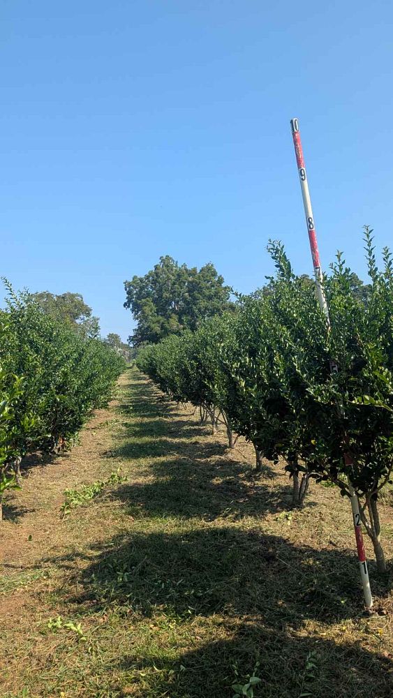 ligustrum-japonicum-recurvifolium-japanese-privet-recurvea-wax-leaf-ligustrum-wavy-leaf-ligustrum