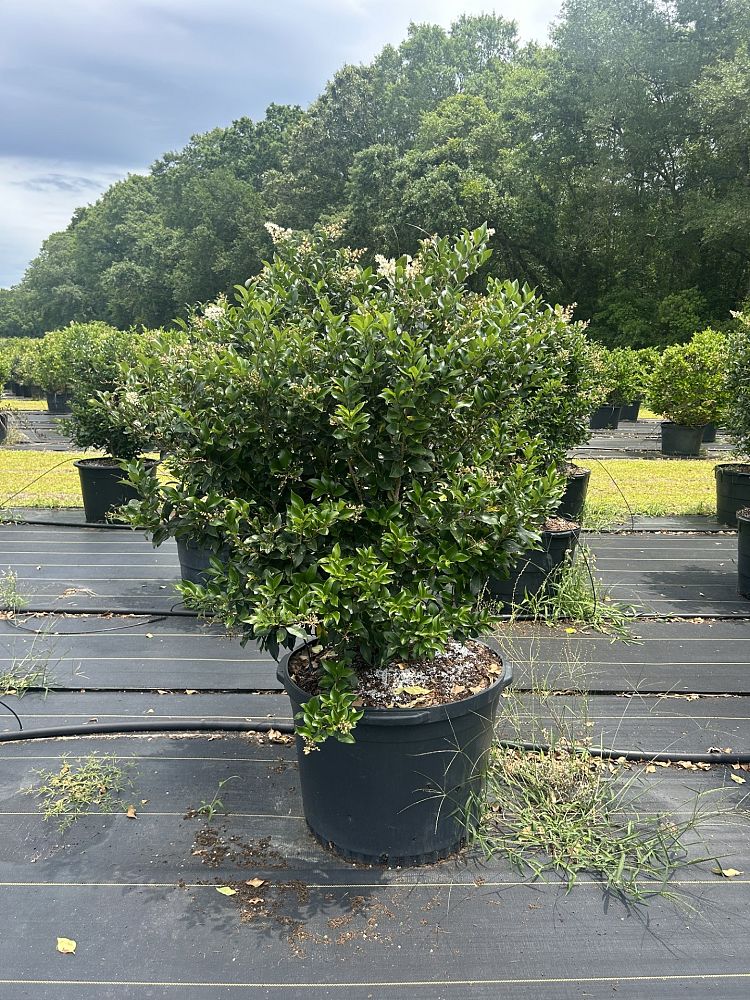 ligustrum-japonicum-recurvifolium-japanese-privet-recurvea-wax-leaf-ligustrum-wavy-leaf-ligustrum