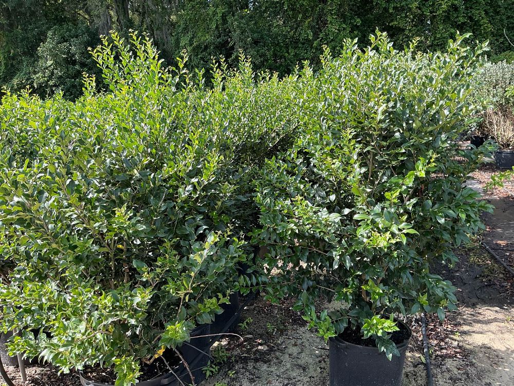ligustrum-japonicum-recurvifolium-japanese-privet-recurvea-wax-leaf-ligustrum-wavy-leaf-ligustrum