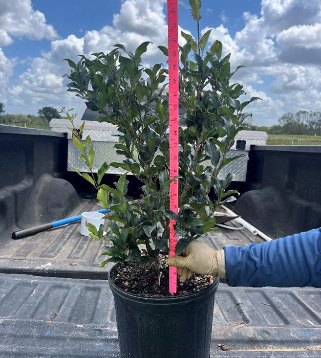 ligustrum-japonicum-recurvifolium-japanese-privet-recurvea-wax-leaf-ligustrum-wavy-leaf-ligustrum