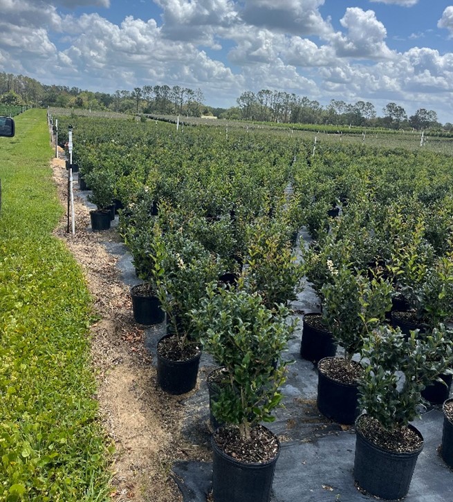 ligustrum-japonicum-recurvifolium-japanese-privet-recurvea-wax-leaf-ligustrum-wavy-leaf-ligustrum