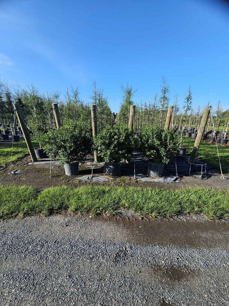 ligustrum-japonicum-recurvifolium-japanese-privet-recurvea-wax-leaf-ligustrum-wavy-leaf-ligustrum