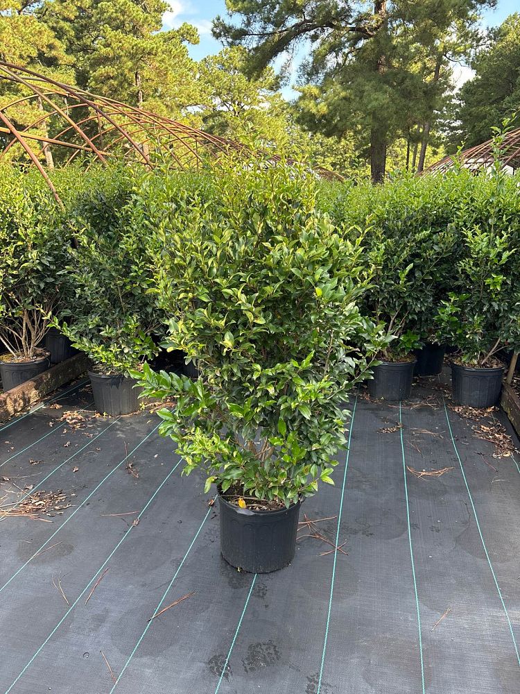 ligustrum-japonicum-recurvifolium-japanese-privet-recurvea-wax-leaf-ligustrum-wavy-leaf-ligustrum