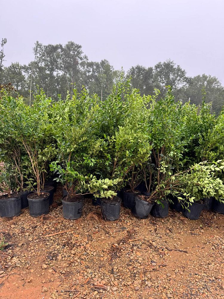 ligustrum-japonicum-recurvifolium-japanese-privet-recurvea-wax-leaf-ligustrum-wavy-leaf-ligustrum