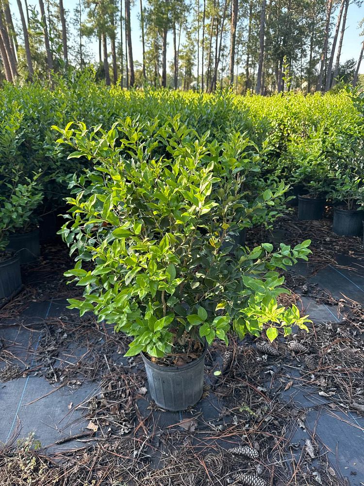 ligustrum-japonicum-recurvifolium-japanese-privet-recurvea-wax-leaf-ligustrum-wavy-leaf-ligustrum