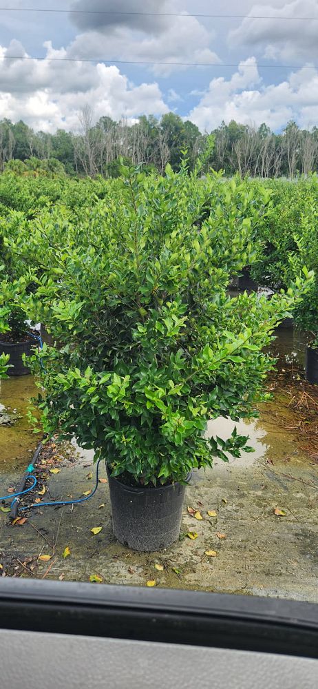 ligustrum-japonicum-recurvifolium-japanese-privet-recurvea-wax-leaf-ligustrum-wavy-leaf-ligustrum