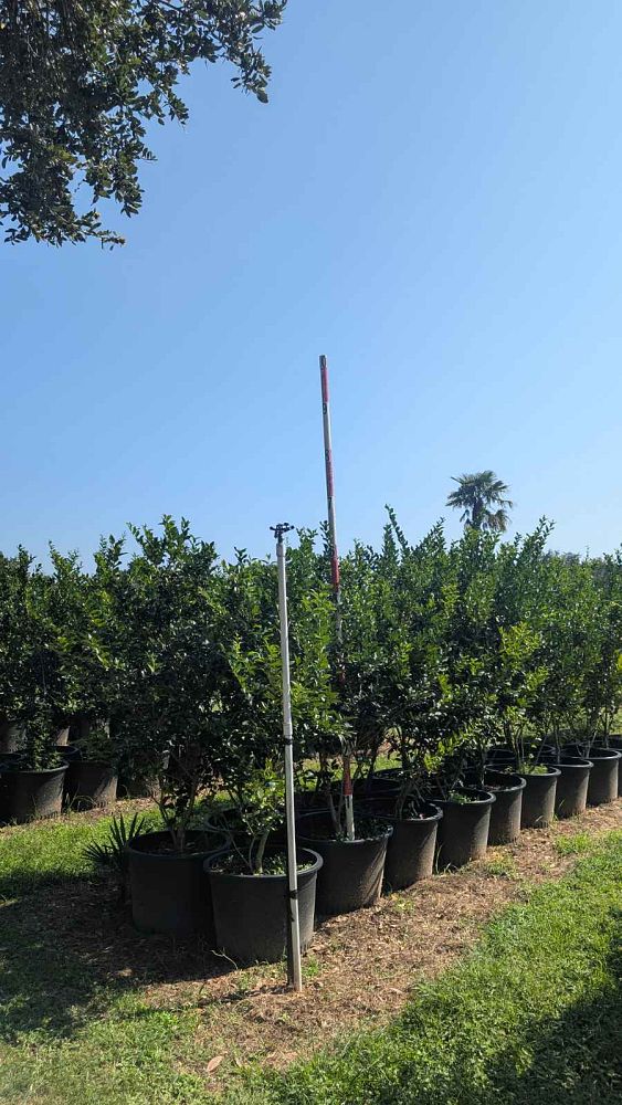 ligustrum-japonicum-recurvifolium-japanese-privet-recurvea-wax-leaf-ligustrum-wavy-leaf-ligustrum