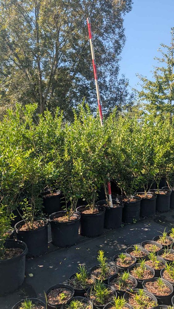 ligustrum-japonicum-recurvifolium-japanese-privet-recurvea-wax-leaf-ligustrum-wavy-leaf-ligustrum