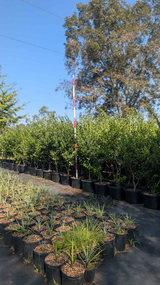ligustrum-japonicum-recurvifolium-japanese-privet-recurvea-wax-leaf-ligustrum-wavy-leaf-ligustrum