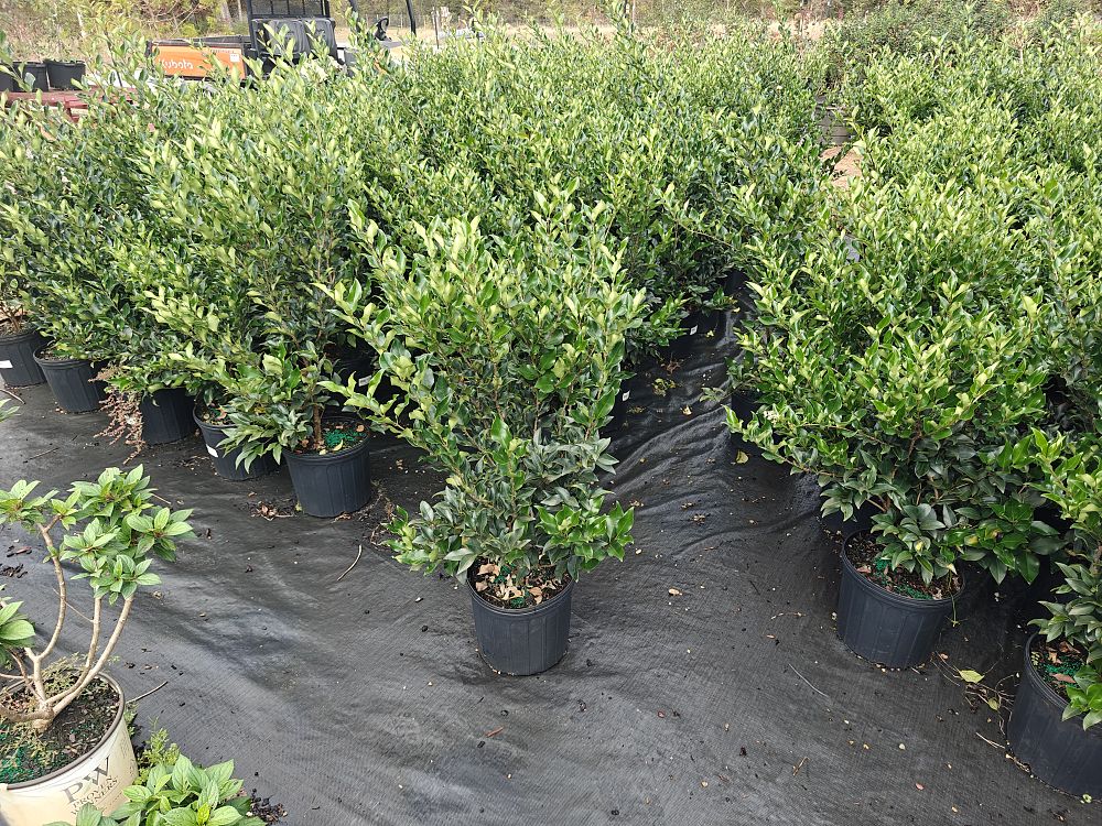 ligustrum-japonicum-recurvifolium-japanese-privet-recurvea-wax-leaf-ligustrum-wavy-leaf-ligustrum