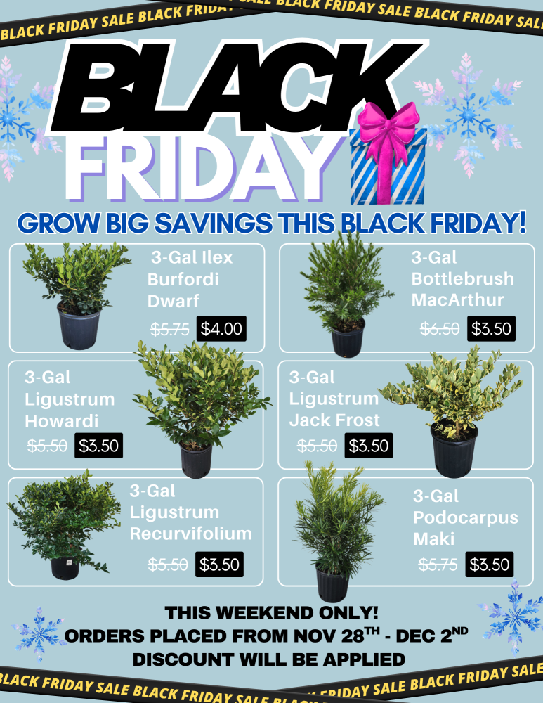 ligustrum-japonicum-recurvifolium-japanese-privet-recurvea-wax-leaf-ligustrum-wavy-leaf-ligustrum