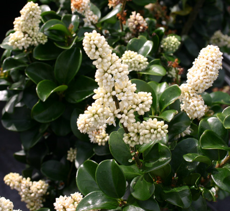 ligustrum-japonicum-rotundifolium-japanese-privet-coriaceum-wax-leaf-ligustrum-curlyleaf-privet