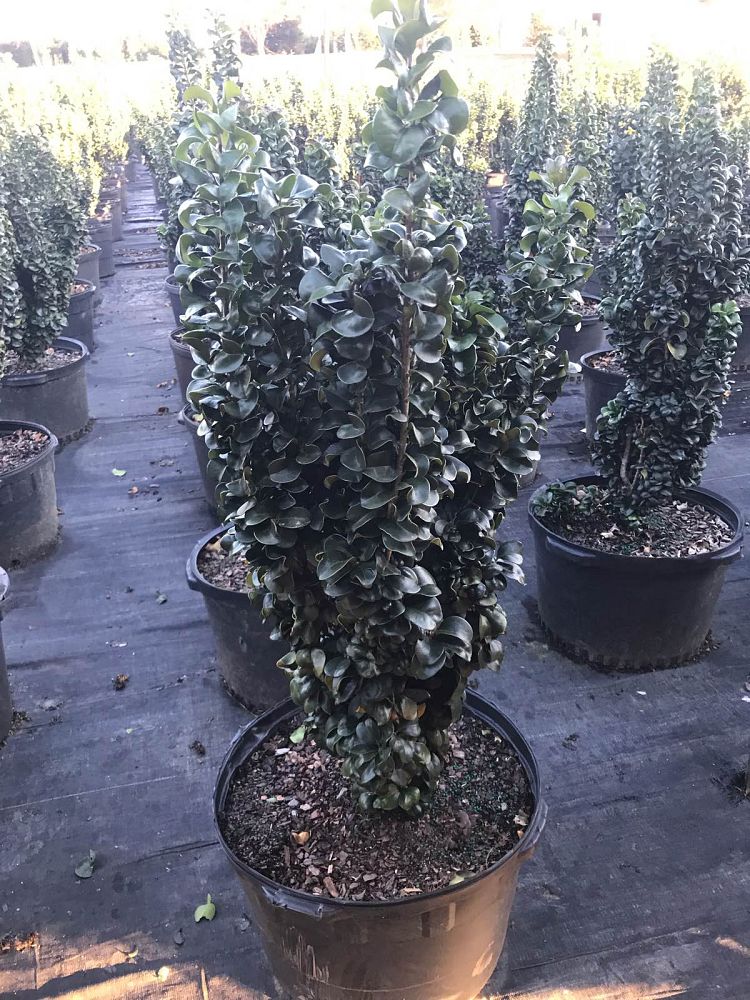 ligustrum-japonicum-rotundifolium-japanese-privet-coriaceum-wax-leaf-ligustrum-curlyleaf-privet