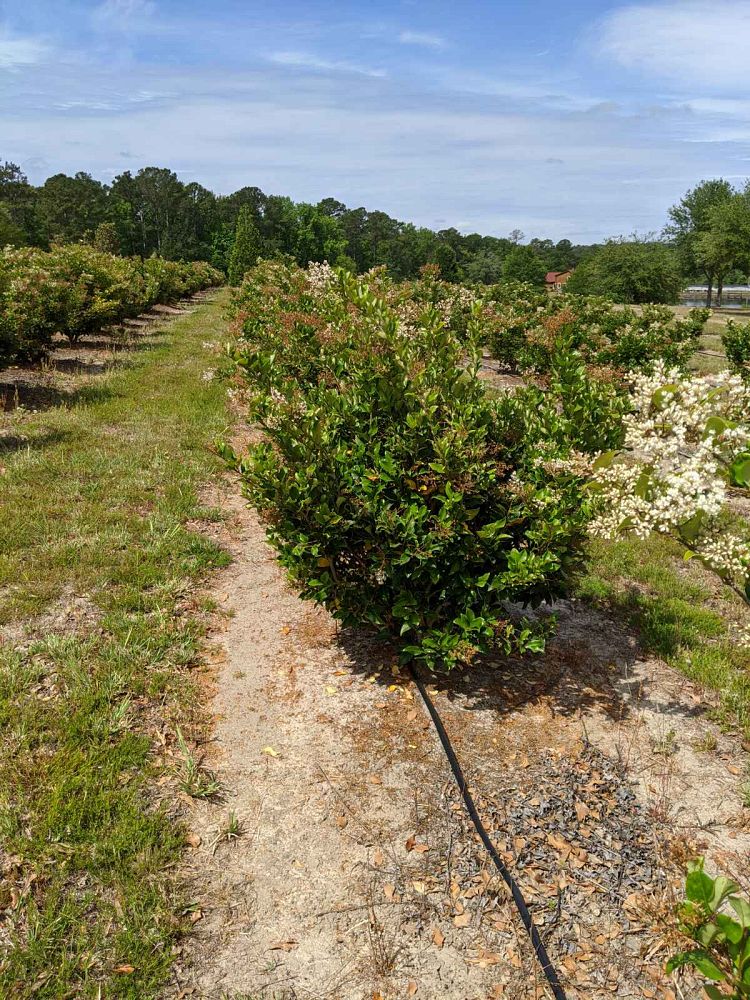 ligustrum-japonicum-rotundifolium-japanese-privet-coriaceum-wax-leaf-ligustrum-curlyleaf-privet