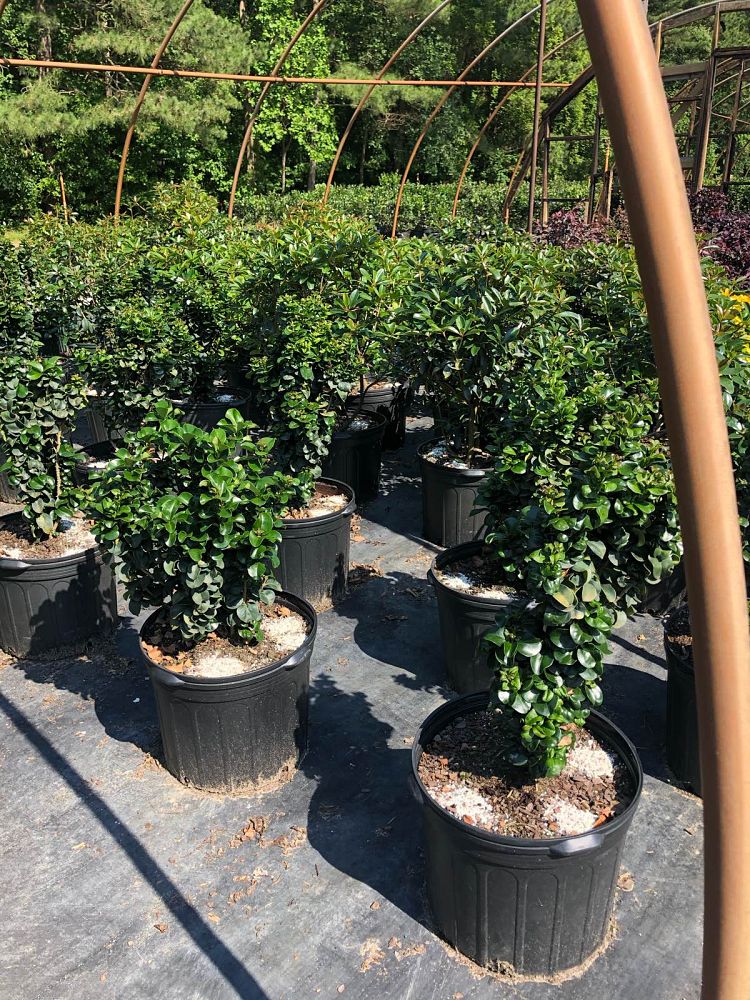 ligustrum-japonicum-rotundifolium-japanese-privet-coriaceum-wax-leaf-ligustrum-curlyleaf-privet