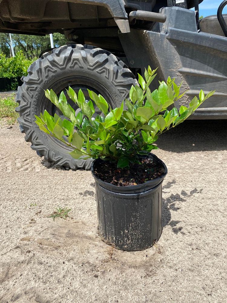 ligustrum-japonicum-rotundifolium-japanese-privet-coriaceum-wax-leaf-ligustrum-curlyleaf-privet