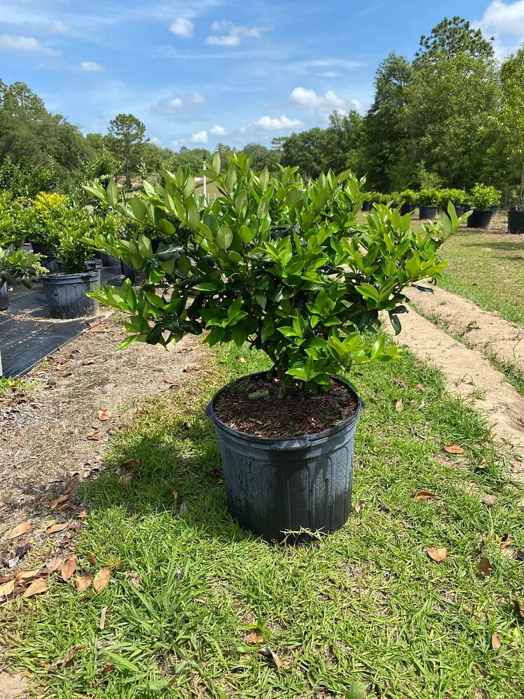 ligustrum-japonicum-rotundifolium-japanese-privet-coriaceum-wax-leaf-ligustrum-curlyleaf-privet