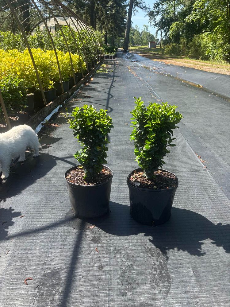 ligustrum-japonicum-rotundifolium-japanese-privet-coriaceum-wax-leaf-ligustrum-curlyleaf-privet