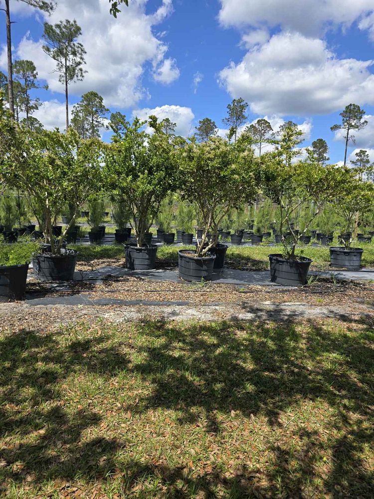 ligustrum-japonicum-rotundifolium-japanese-privet-coriaceum-wax-leaf-ligustrum-curlyleaf-privet