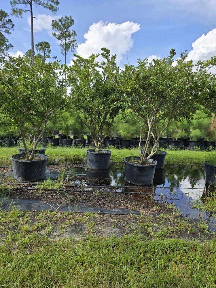 ligustrum-japonicum-rotundifolium-japanese-privet-coriaceum-wax-leaf-ligustrum-curlyleaf-privet
