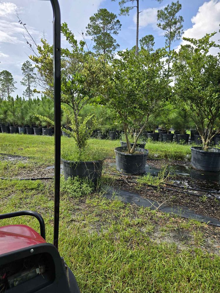 ligustrum-japonicum-rotundifolium-japanese-privet-coriaceum-wax-leaf-ligustrum-curlyleaf-privet