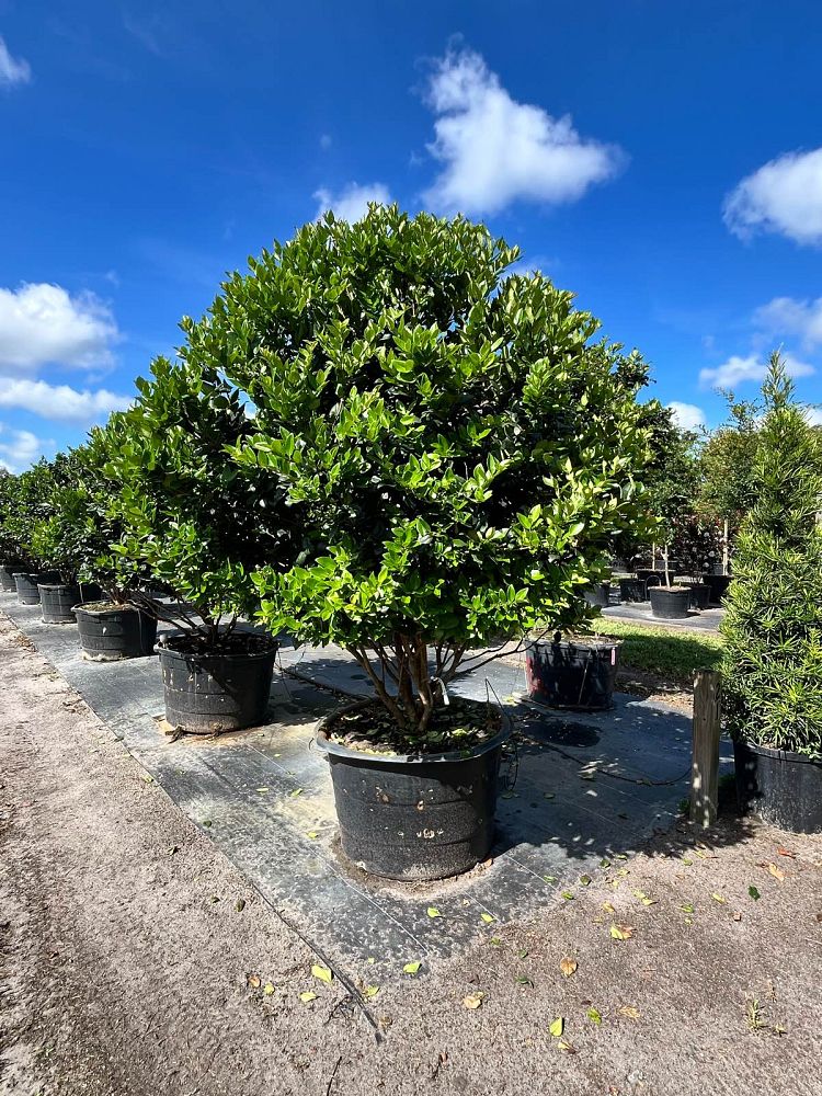 ligustrum-japonicum-rotundifolium-japanese-privet-coriaceum-wax-leaf-ligustrum-curlyleaf-privet