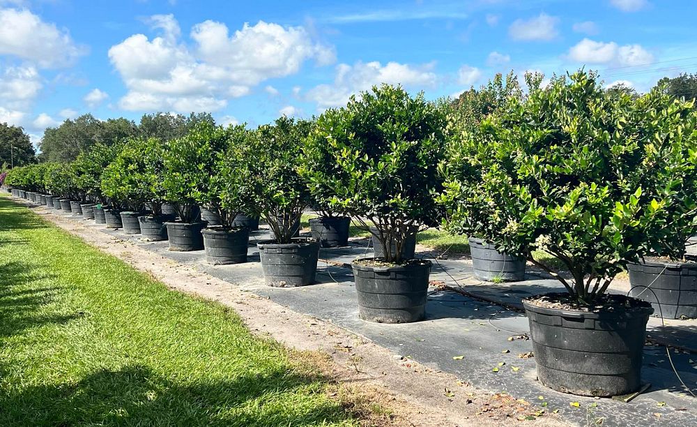 ligustrum-japonicum-rotundifolium-japanese-privet-coriaceum-wax-leaf-ligustrum-curlyleaf-privet