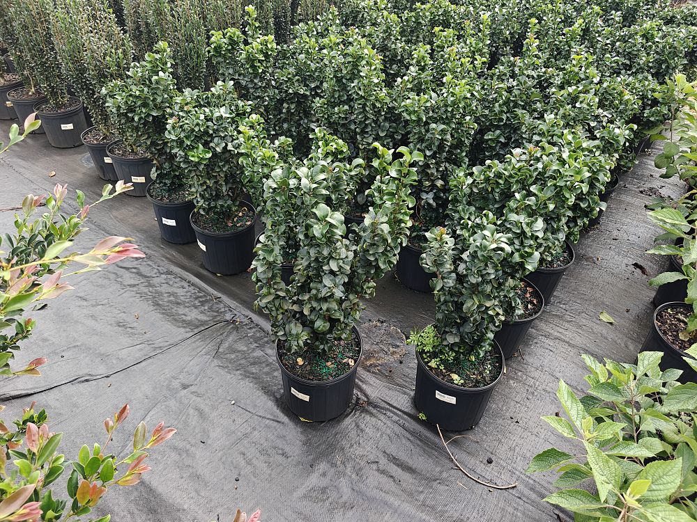 ligustrum-japonicum-rotundifolium-japanese-privet-coriaceum-wax-leaf-ligustrum-curlyleaf-privet